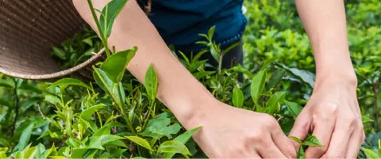 Woman picking herbs for the preparation of herbal teas