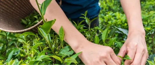 Woman picking herbs for the preparation of herbal teas